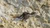 Bassaniodes bufo